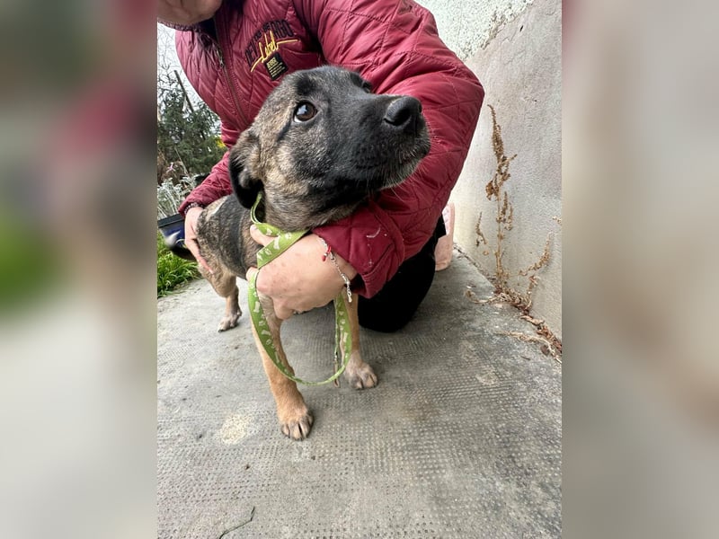 Mano, geboren 11.09.2025, 33cm sucht sein Glück