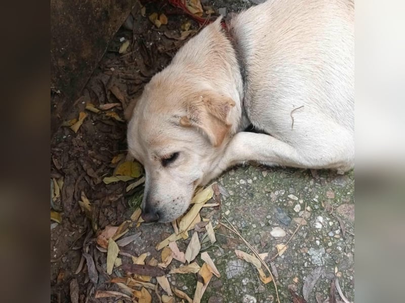 Baba, geb. 05.2023, 38cm sucht Menschen mit Herz