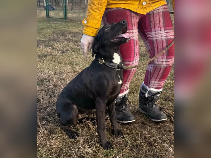 Hella, geboren 25.01.2025, 42cm sucht ihr Für-immer-Zuhause