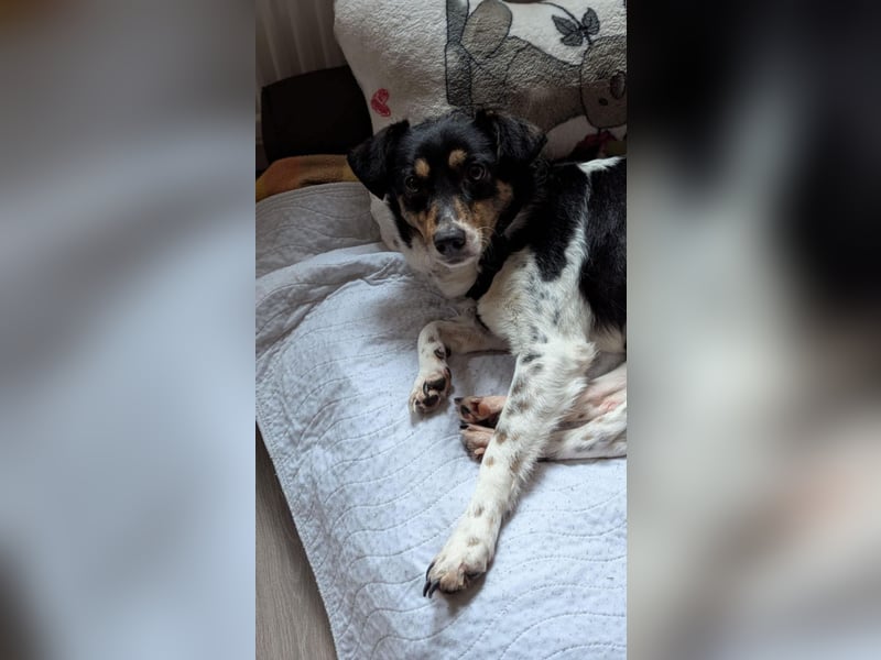 Milo, geboren 21.05.2023, 43cm sucht sein Zuhause (Pflegestelle in Deutschland)