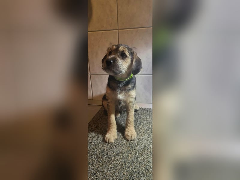 Bradley, geboren 19.10.2025, 32cm sucht sein Zuhause