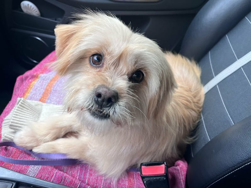 Suzy, geboren 28.11.2023, 34cm sucht ihre Menschen