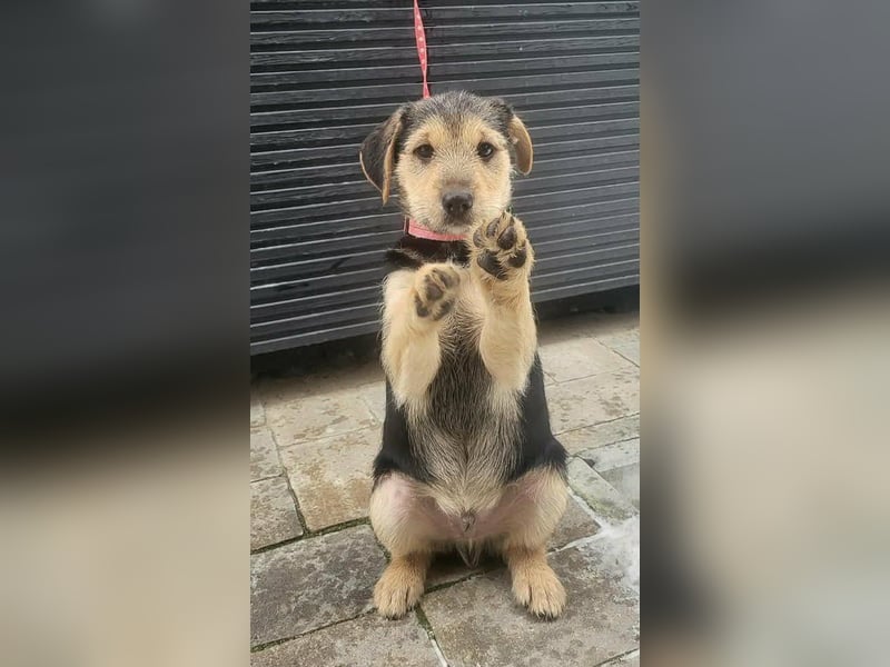 Cooper, geboren 19.10.2025, 33cm sucht seine Menschen
