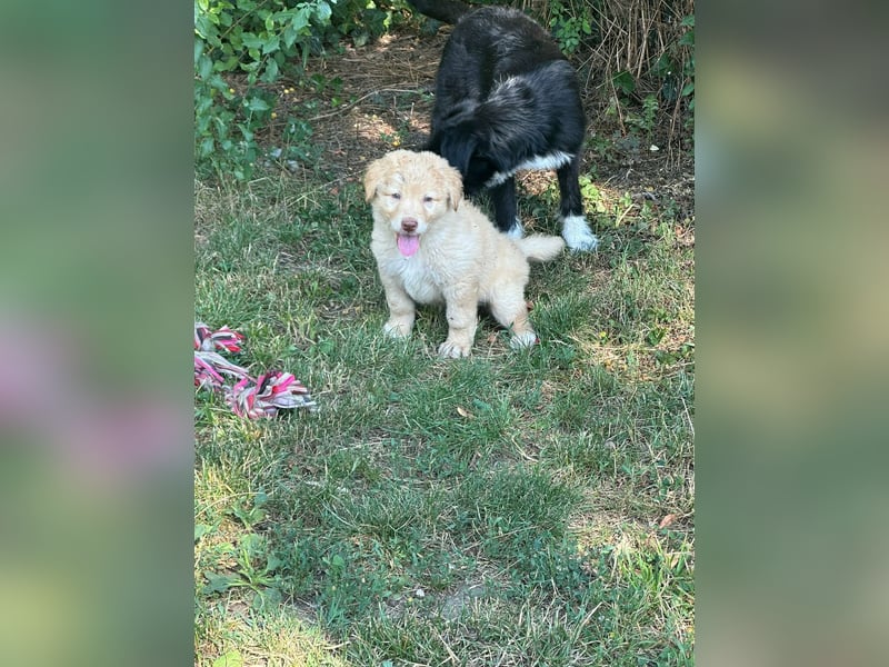 Sari, geboren 25.04.2026, 30cm sucht ihre Familie