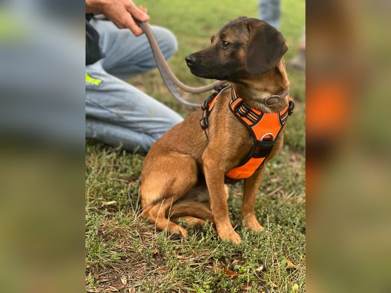 Belfegor, geboren 05.01.2025, 41cm sucht sein Körbchen