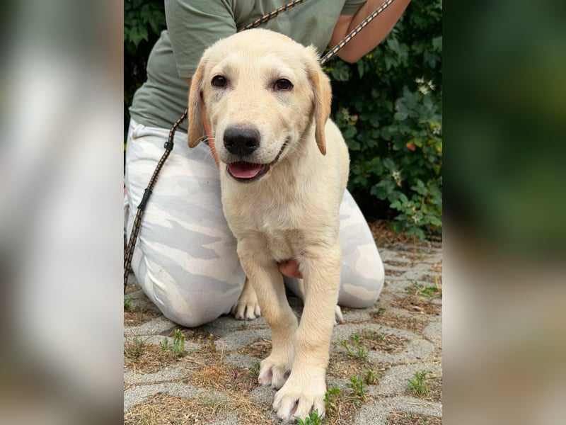 Maximus, geboren 13.03.2026, 39cm sucht sein Körbchen