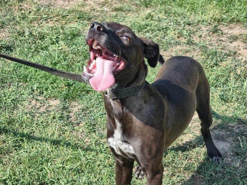 Hailey, geboren 25.01.2025, 39cm sucht aktives Zuhause