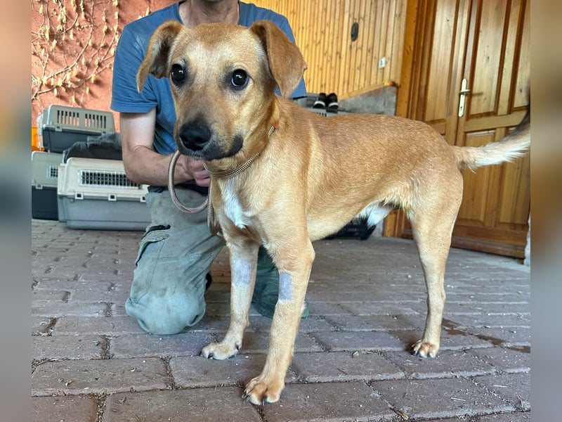 Brandon, geboren 01.11.2025, 42cm sucht sein Glück