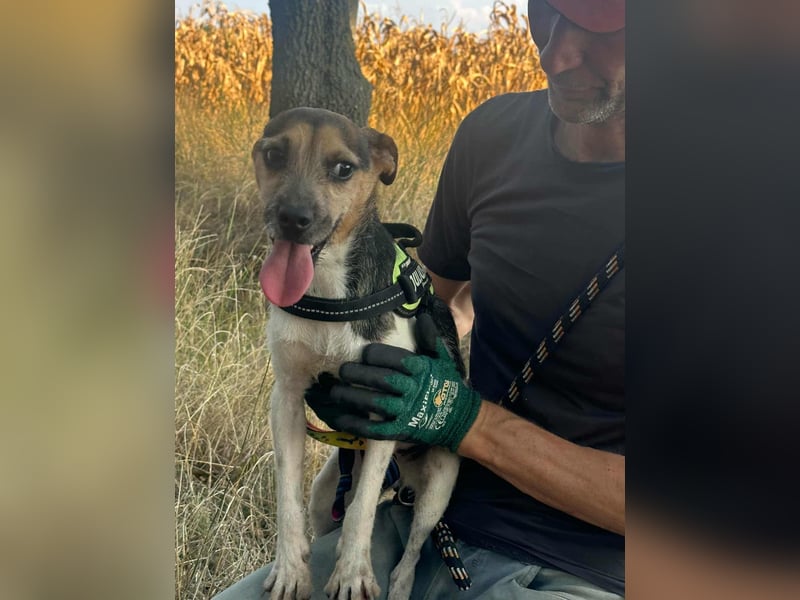 Zümi, geboren 10.12.2024, 40cm sucht seine Menschen