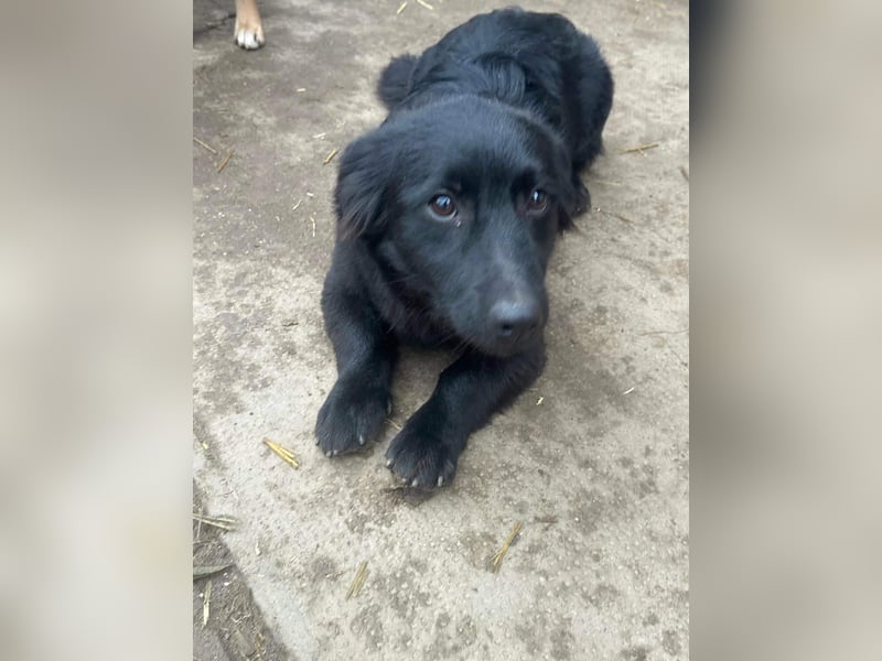 Blacky, geboren 01.04.2025, 40cm sucht geduldiges Zuhause