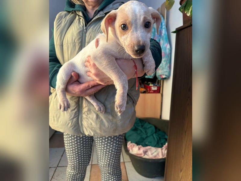 Dumbo, geboren 10.11.2025, 26cm sucht seine Menschen