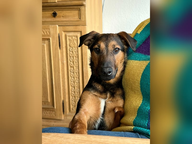 Marko, geboren 26.06.2025, 40cm sucht neues Zuhause