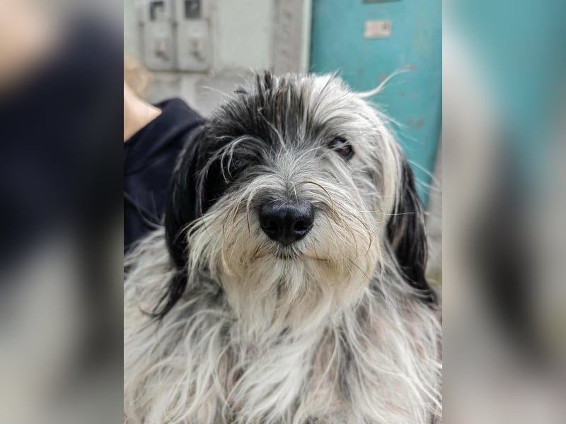 Gizmo, geboren 01.11.2022, 26cm sucht Geborgenheit