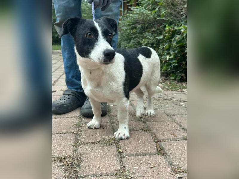 Alma, geboren 26.08.2023, 29cm sucht ihr Glück (Pflegestelle Deutschland)