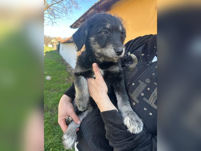 Ava, geboren 11.12.2025, 33cm sucht ihre Menschen