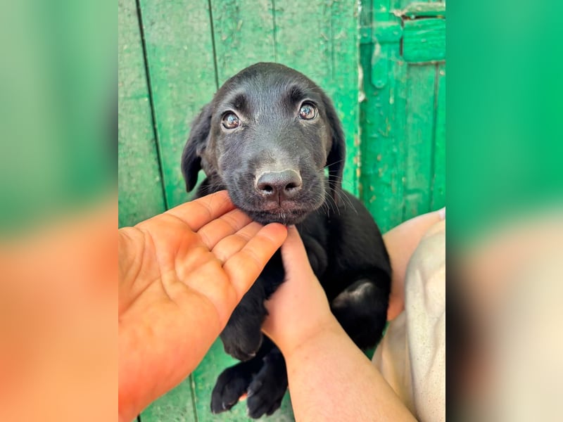Milo, geboren 04.05.2026, 27cm sucht sein Zuhause