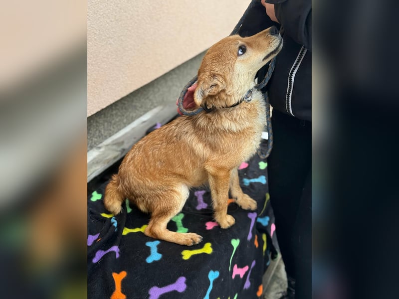 Goji, geb. 08.2025, 37cm sucht seine Familie