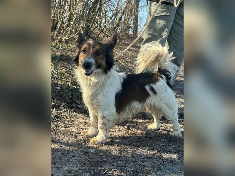 Aldo, geboren 20.02.2024, 34cm sucht seine Menschen