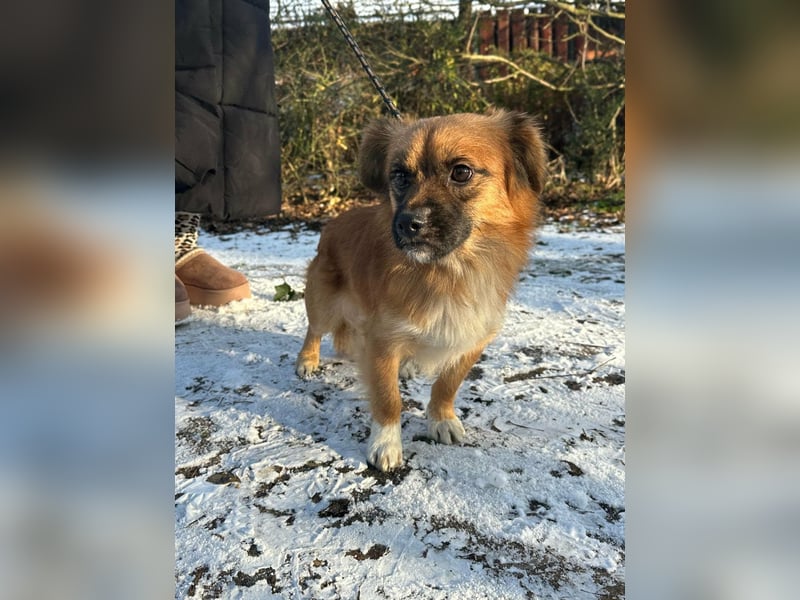 Leo, geboren 12.05.2023, 31cm sucht sein Glück