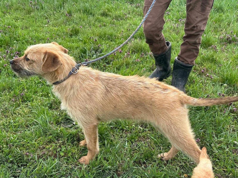 Jerry, geboren 15.07.2024, 42cm sucht sein Körbchen