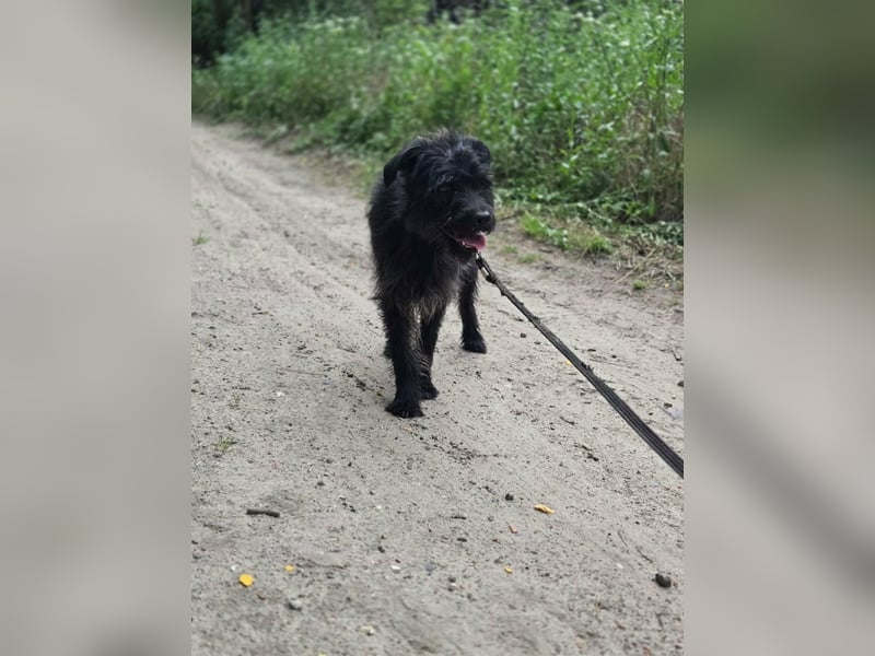 Kuksi, geboren 24.10.2022, 42cm sucht liebevolles Zuhause