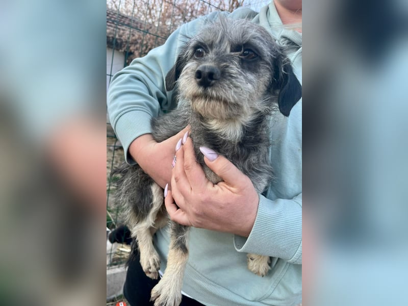 Mimi, geboren 22.04.2024, 30cm sucht ihre Chance