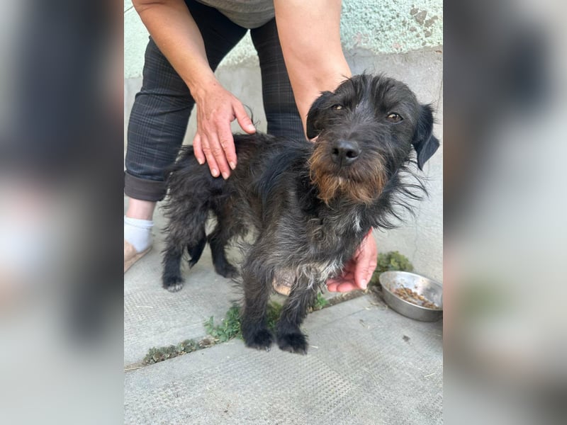 Pixie, geboren 02.11.2025, 33cm sucht ihr Zuhause