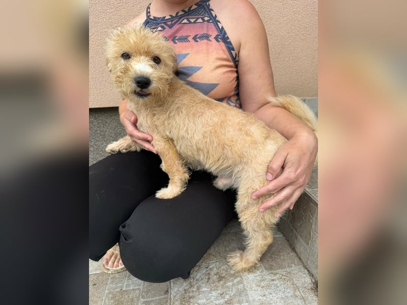 Shaggy, geboren 01.06.2025, 33cm sucht sein Für-Immer-Zuhause