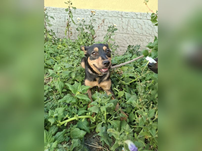 Jade, 12 Monate, 40cm sucht liebevolles Zuhause