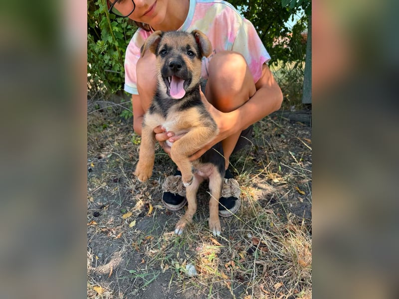 Dark, geboren 25.05.2026, 29cm sucht seine Menschen