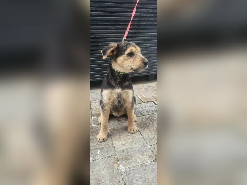 Cooper, geboren 19.10.2025, 33cm sucht seine Menschen