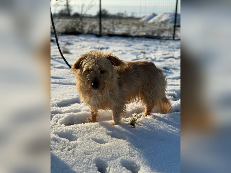 Majcsi, geboren 15.01.2022, 35cm sucht sein Zuhause