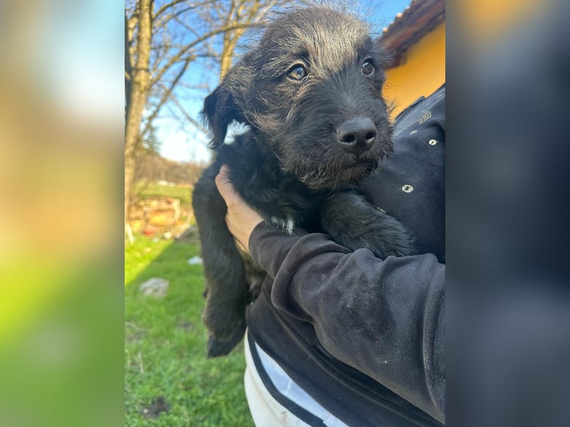 Tommy, geboren 11.12.2025, 36cm sucht sein Plätzchen
