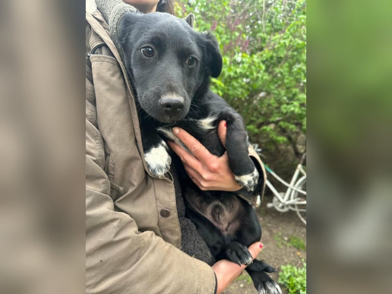 Jack, geboren 03.01.2026, 31cm sucht seine Menschen