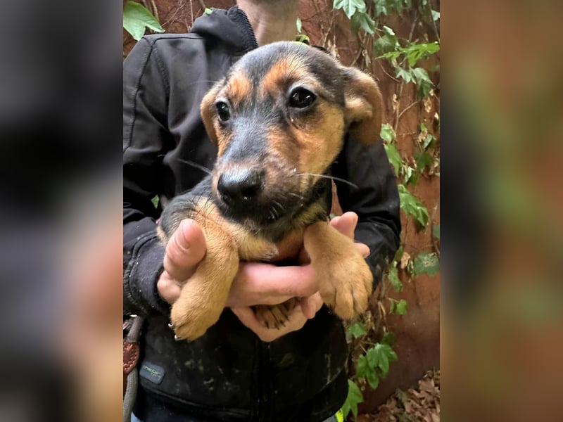 Saki, geboren 26.06.2025, 38cm sucht ihren Platz