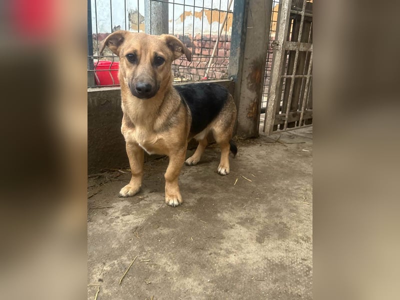 Marwin, geboren 01.04.2025, 40cm sucht sicheres Zuhause