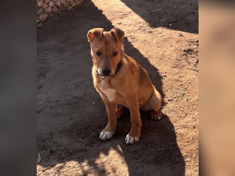 Koda, geboren 01.11.2025, 35cm sucht sein Körbchen