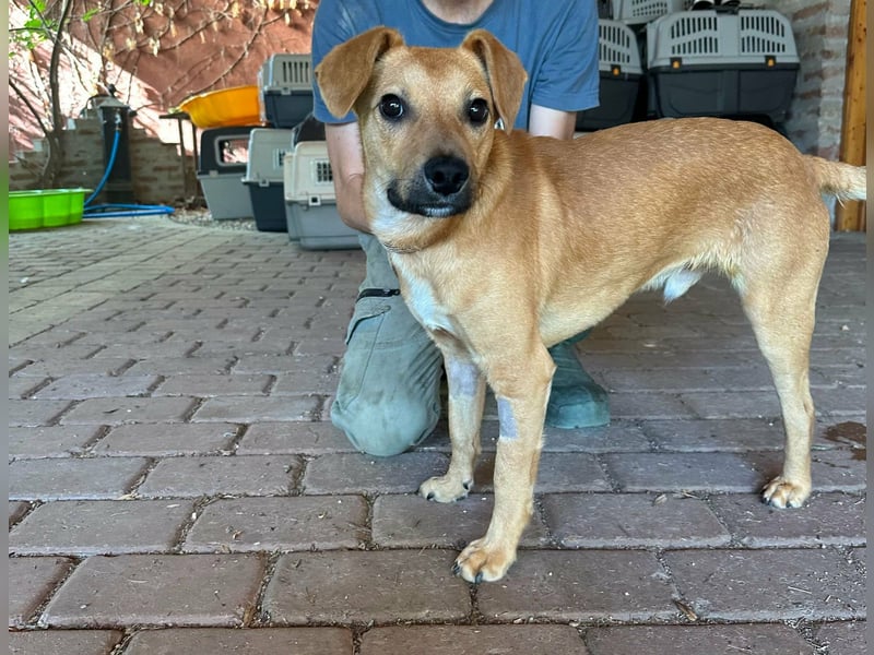 Brandon, geboren 01.11.2025, 42cm sucht sein Glück