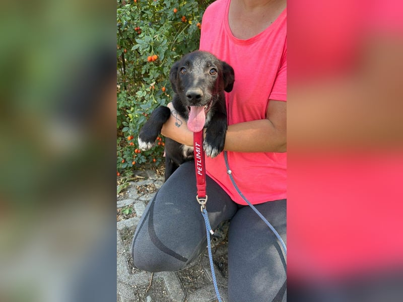 Danny, geboren 25.05.2026, 39cm sucht seine Menschen
