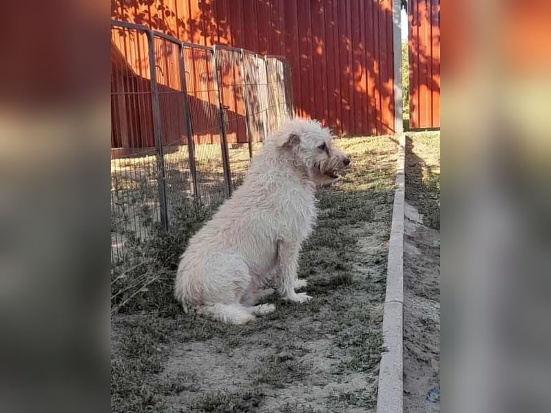 Fredi, 1,5 Jahre, 35cm sucht sein Körbchen
