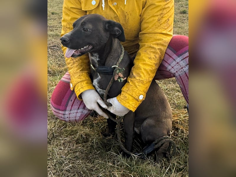 Hailey, geboren 25.01.2025, 39cm sucht aktives Zuhause