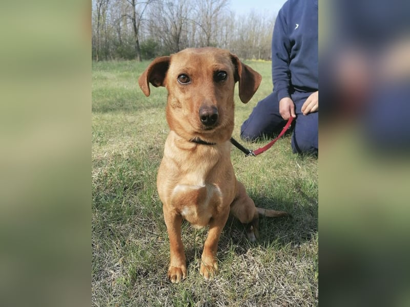 Bubu, geb. 05.2025, 35cm, sucht seine Familie