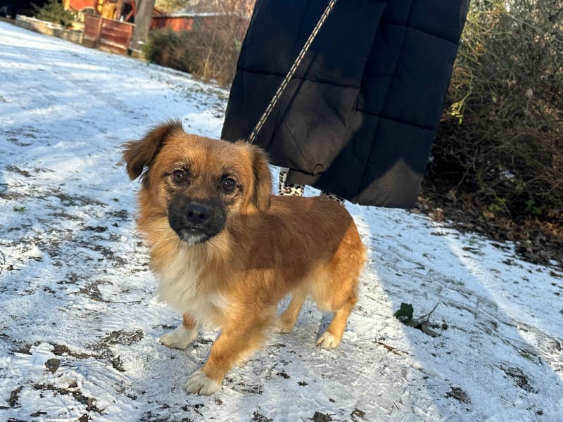 Leo, geboren 12.05.2023, 31cm sucht sein Glück