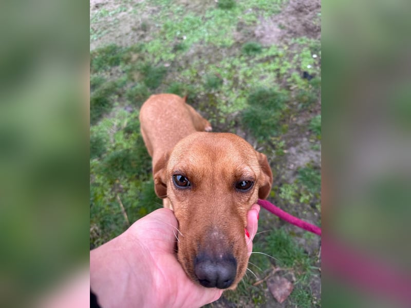 Bubu, geboren 10.05.2025, 35cm sucht Familienanschluss