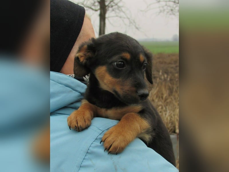 Dodo, geboren 11.2025, 23cm sucht seinen Platz