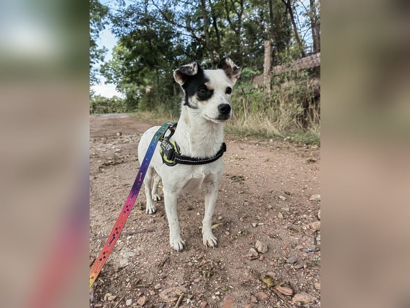 Mezi, geboren 21.05.2023, 35cm sucht ihr Körbchen (Pflegestelle Deutschland)