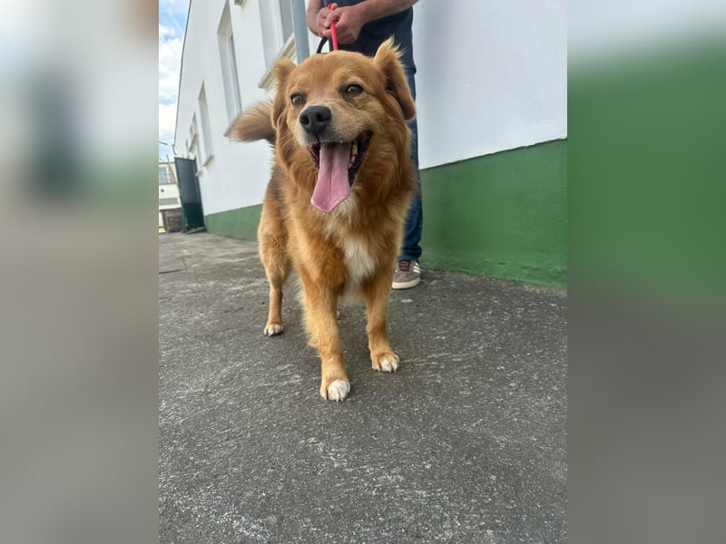 Forrest, geboren 01.01.2020, 42cm sucht seine Chance