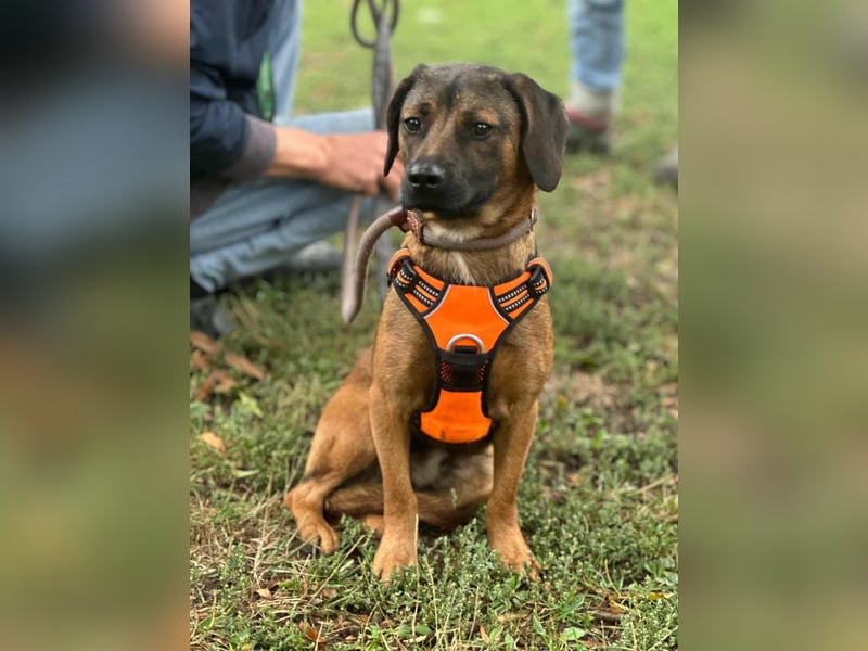Belfegor, geboren 05.01.2025, 41cm sucht sein Körbchen