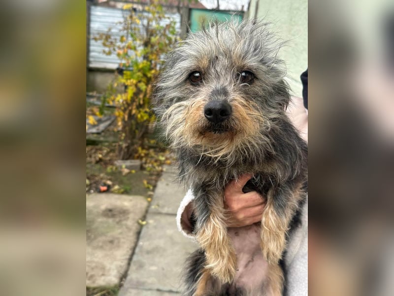 Lola, 5 Jahre, 32cm sucht ihr Plätzchen