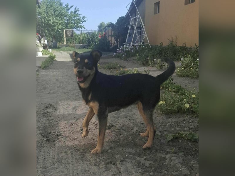 Jade, 8 Monate, 40cm sucht liebevolles Zuhause